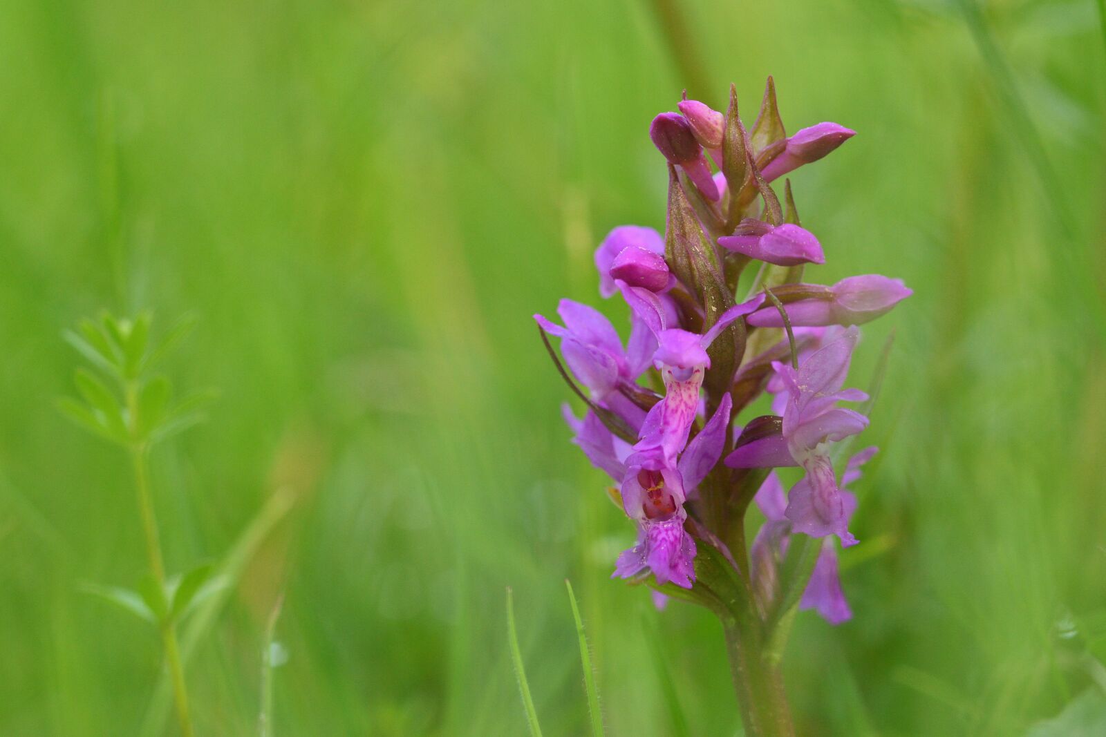 Nikon D5200 sample photo. Orchid, blossom, bloom photography