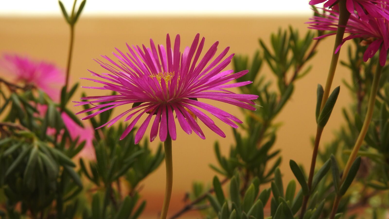 Nikon Coolpix P900 sample photo. Garden, flowers, spring photography