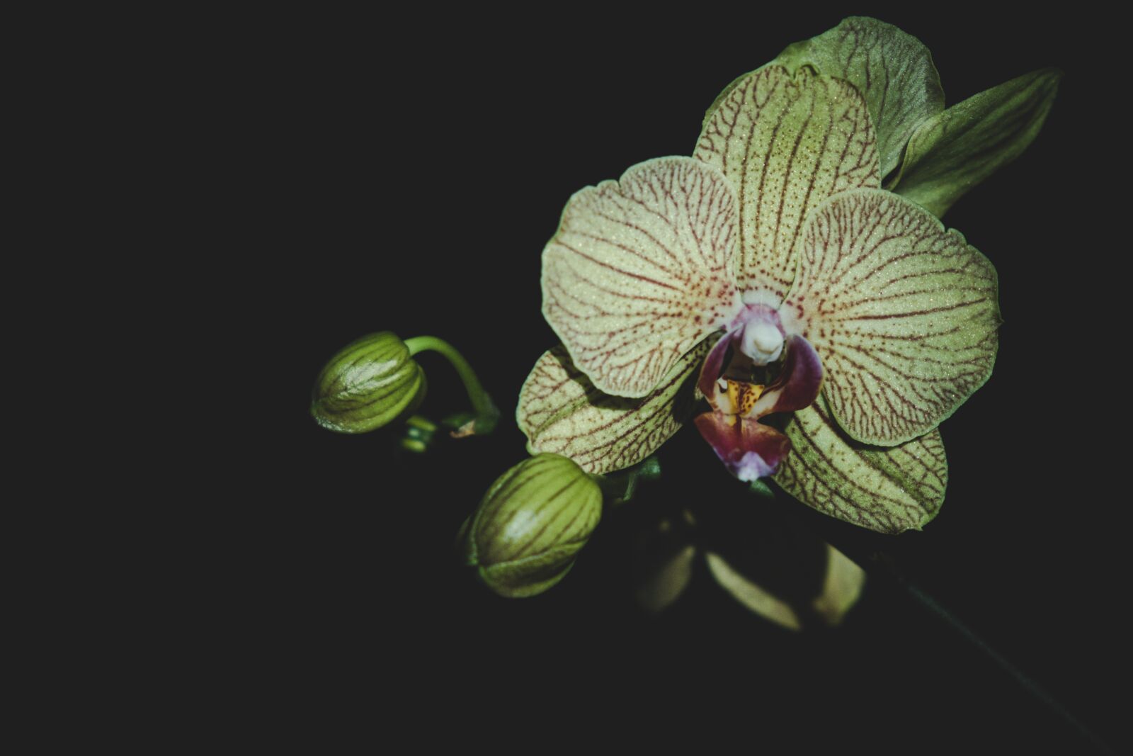 Fujifilm X-T3 sample photo. Orchid, background, black photography