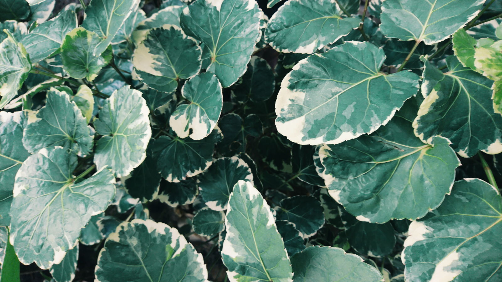 Sony Xperia X sample photo. Green photography