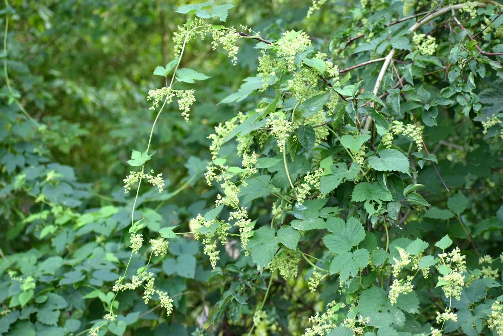 Nikon D5600 sample photo. Plant, hops wild, flowers photography