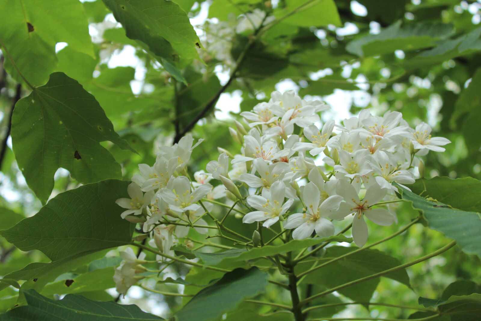 Canon EOS 600D (Rebel EOS T3i / EOS Kiss X5) sample photo. Tung flowers, wu yuexue photography