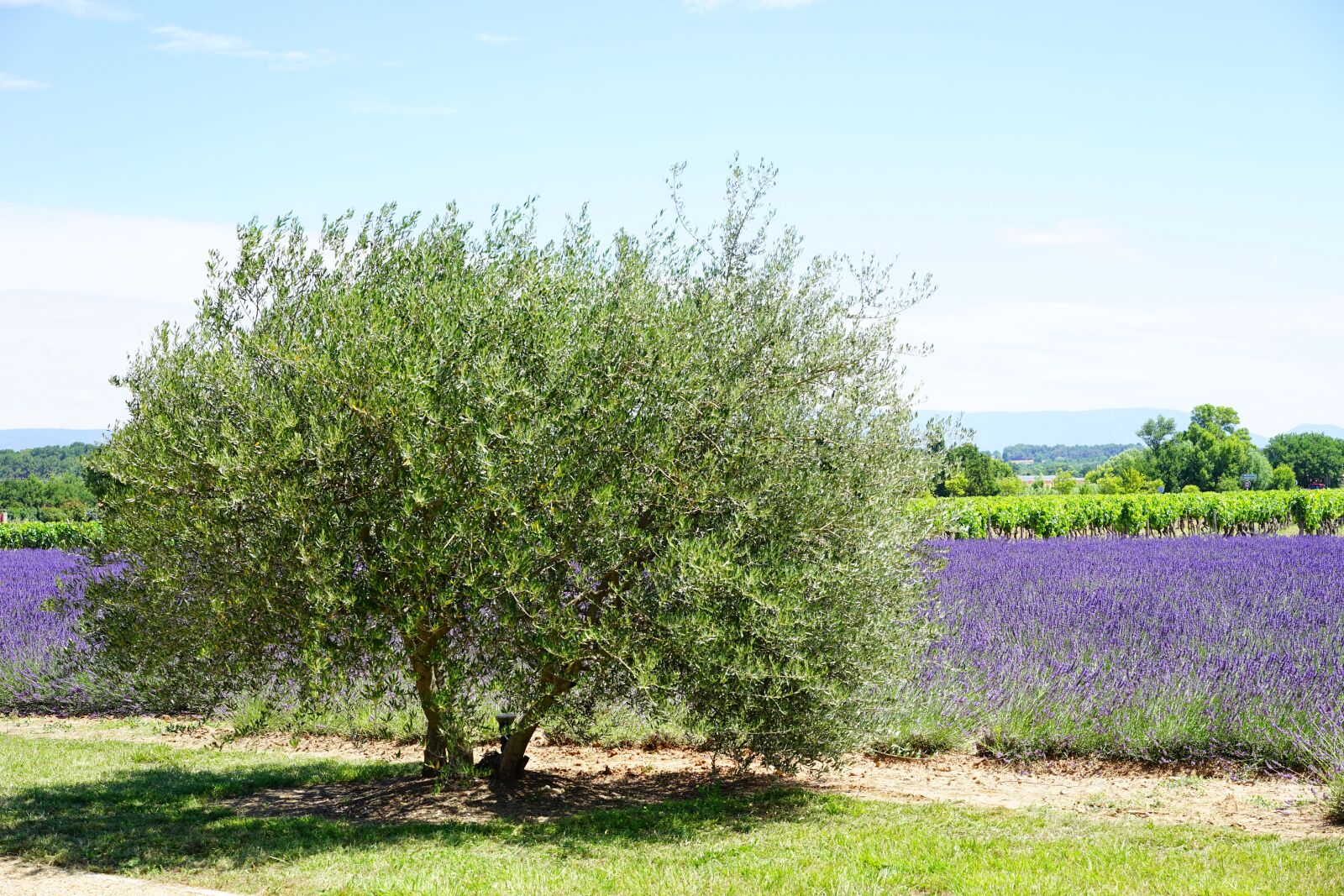 Sony a7 + Sony Sonnar T* FE 55mm F1.8 ZA sample photo. Olive tree, tree, idyll photography