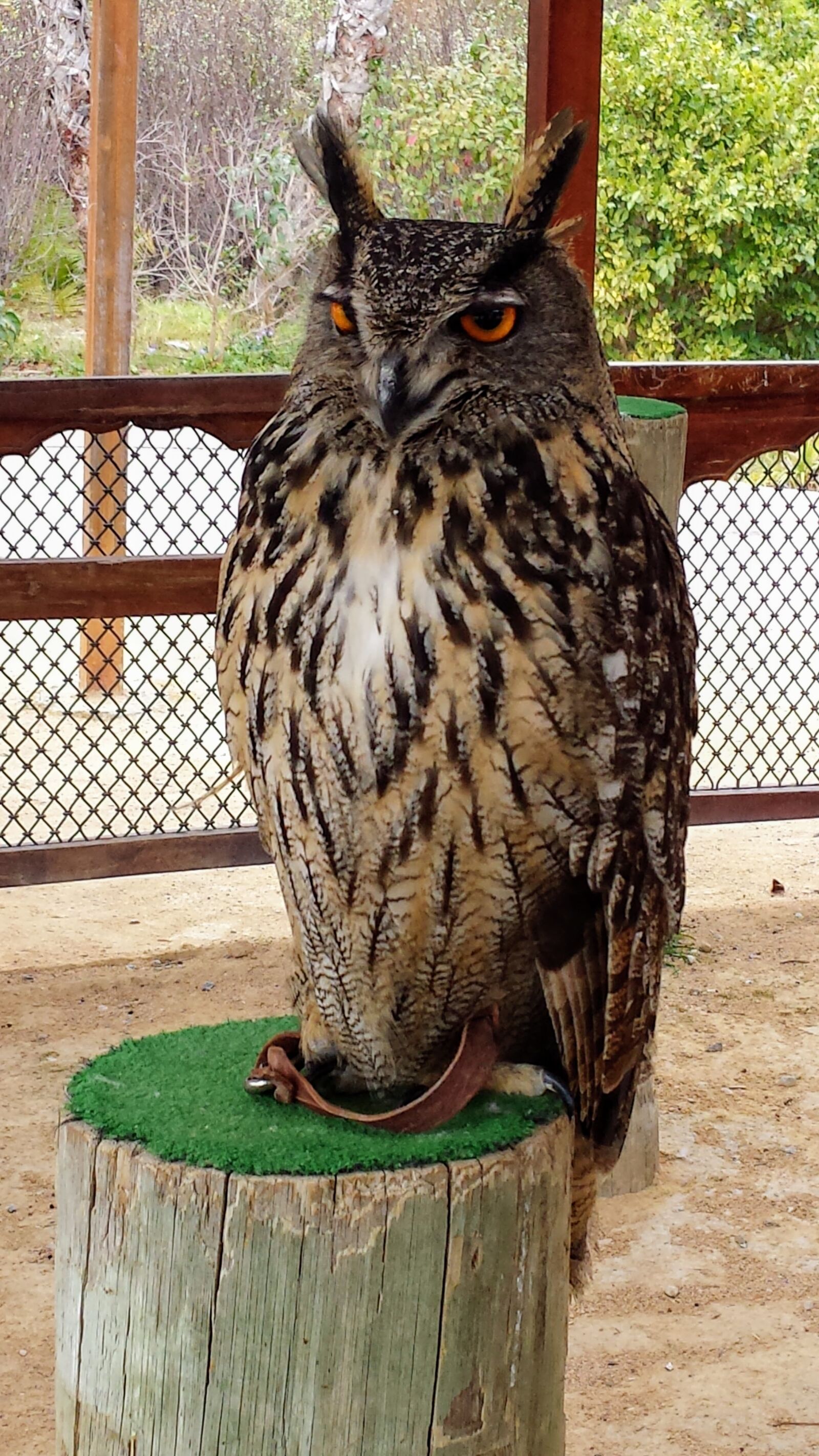 Samsung Galaxy S4 sample photo. Owl, bird, nature photography