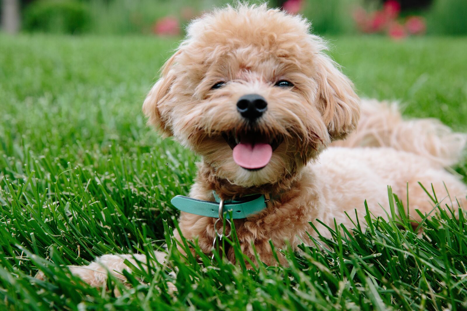 Canon EF 24-70mm F2.8L II USM sample photo. Puppy, dog, pet photography