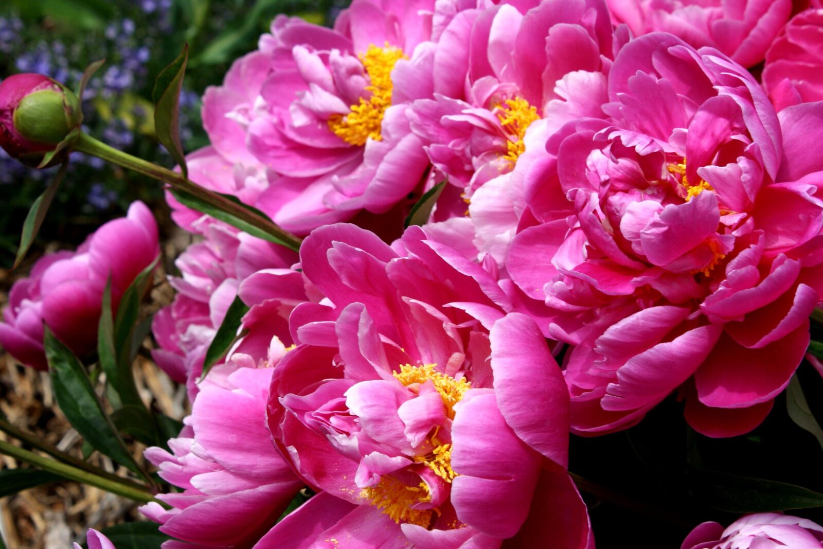 f/3.5-5.6 IS sample photo. Bright pink petals, peony photography