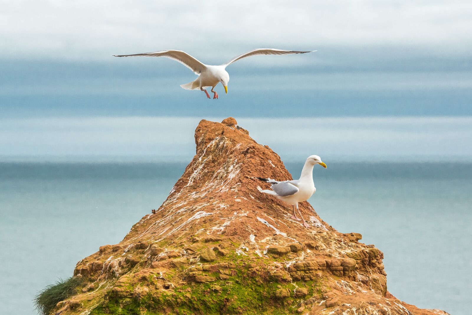 Canon EOS 60D + Canon EF 100-400mm F4.5-5.6L IS USM sample photo. Gulls, ocean, reefs photography