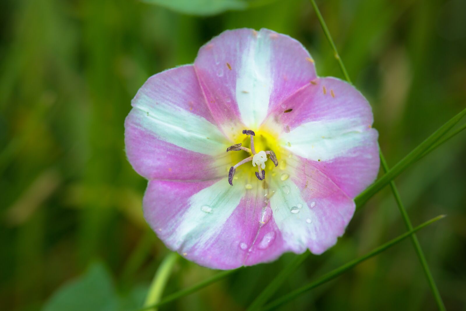 Samsung NX300M sample photo. Farmland-winds, bindweed, ranke photography