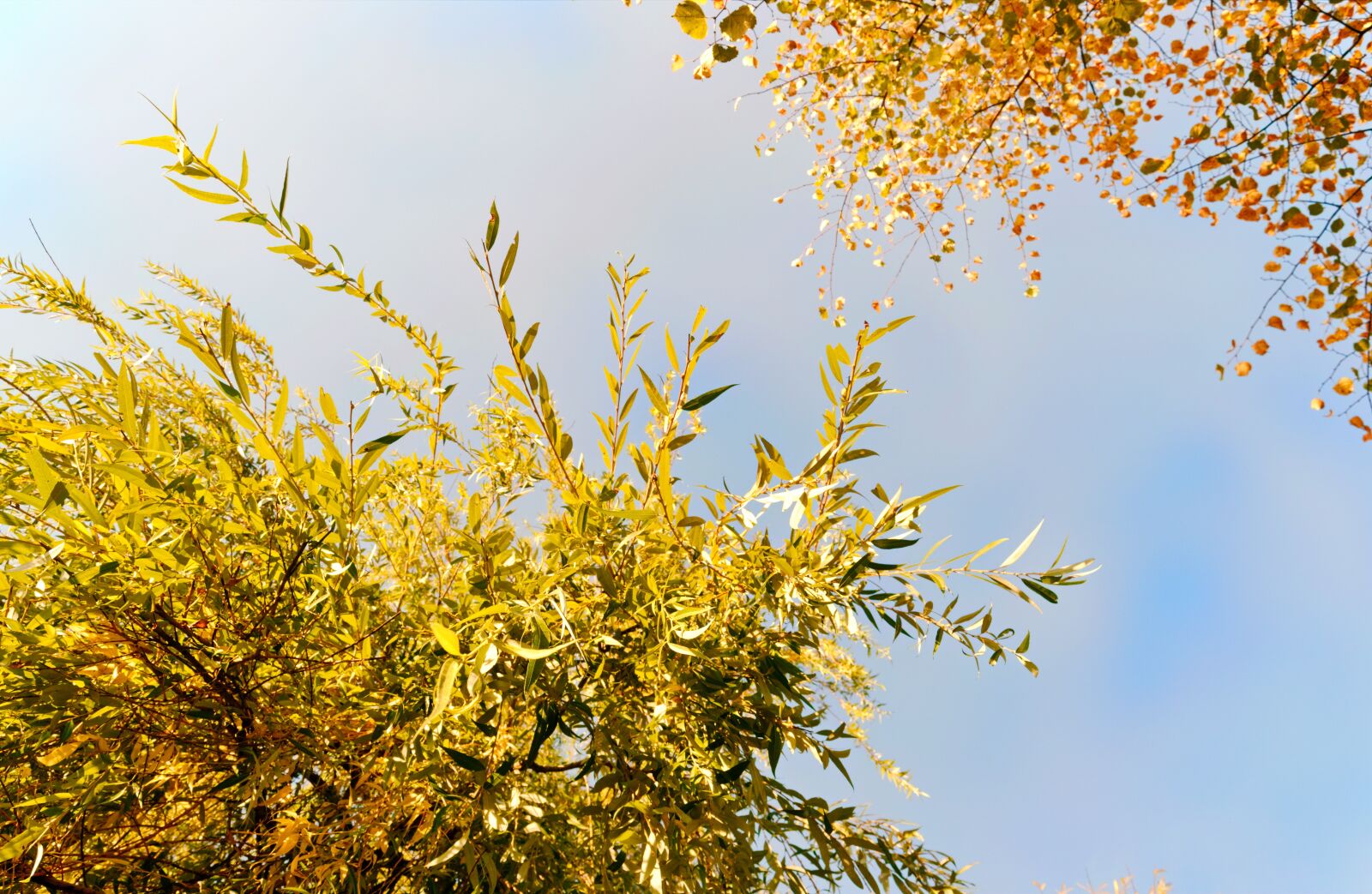 Nikon D3100 sample photo. Landscape, autumn, foliage photography