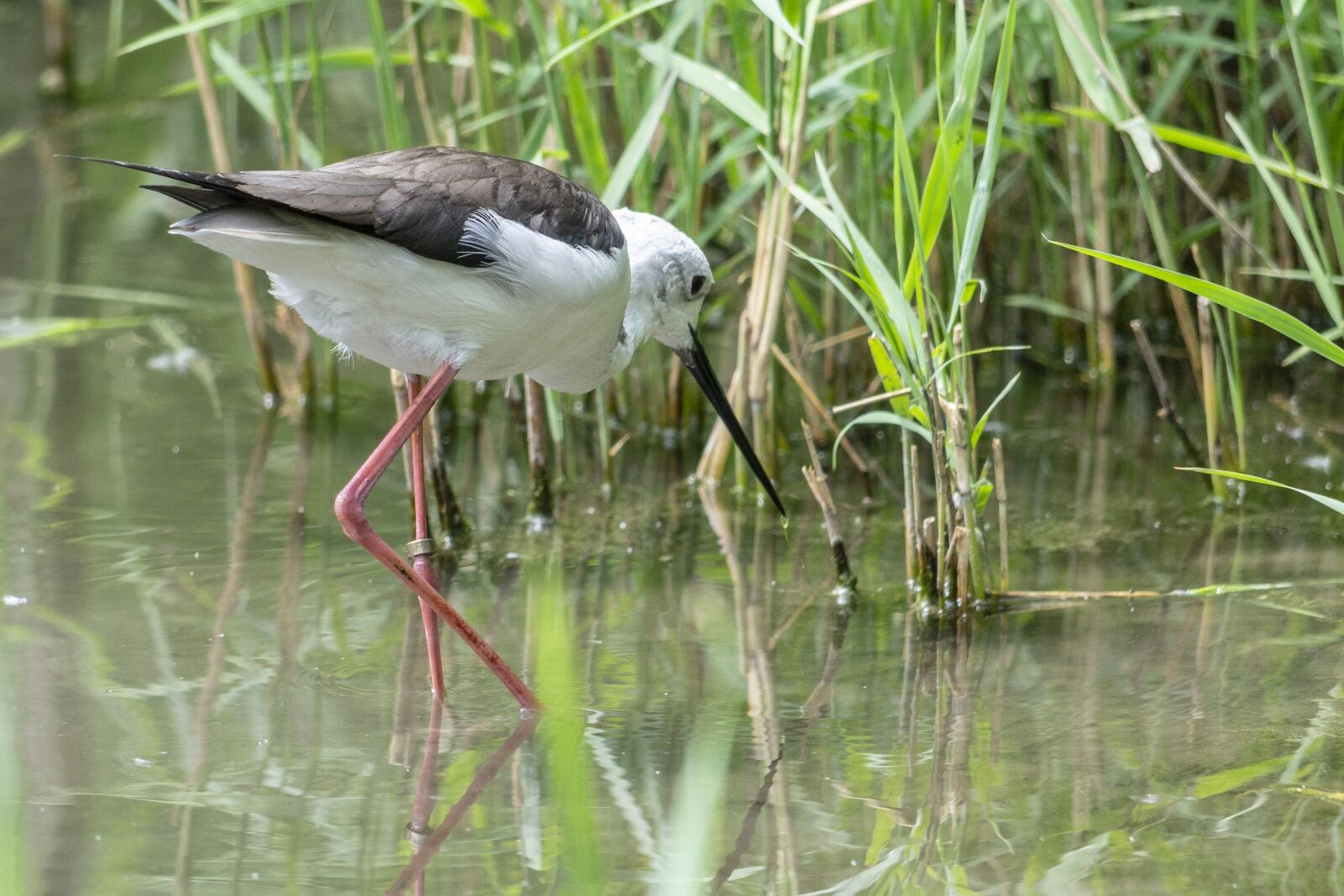 Nikon D3100 sample photo. Bird, knight of italy photography