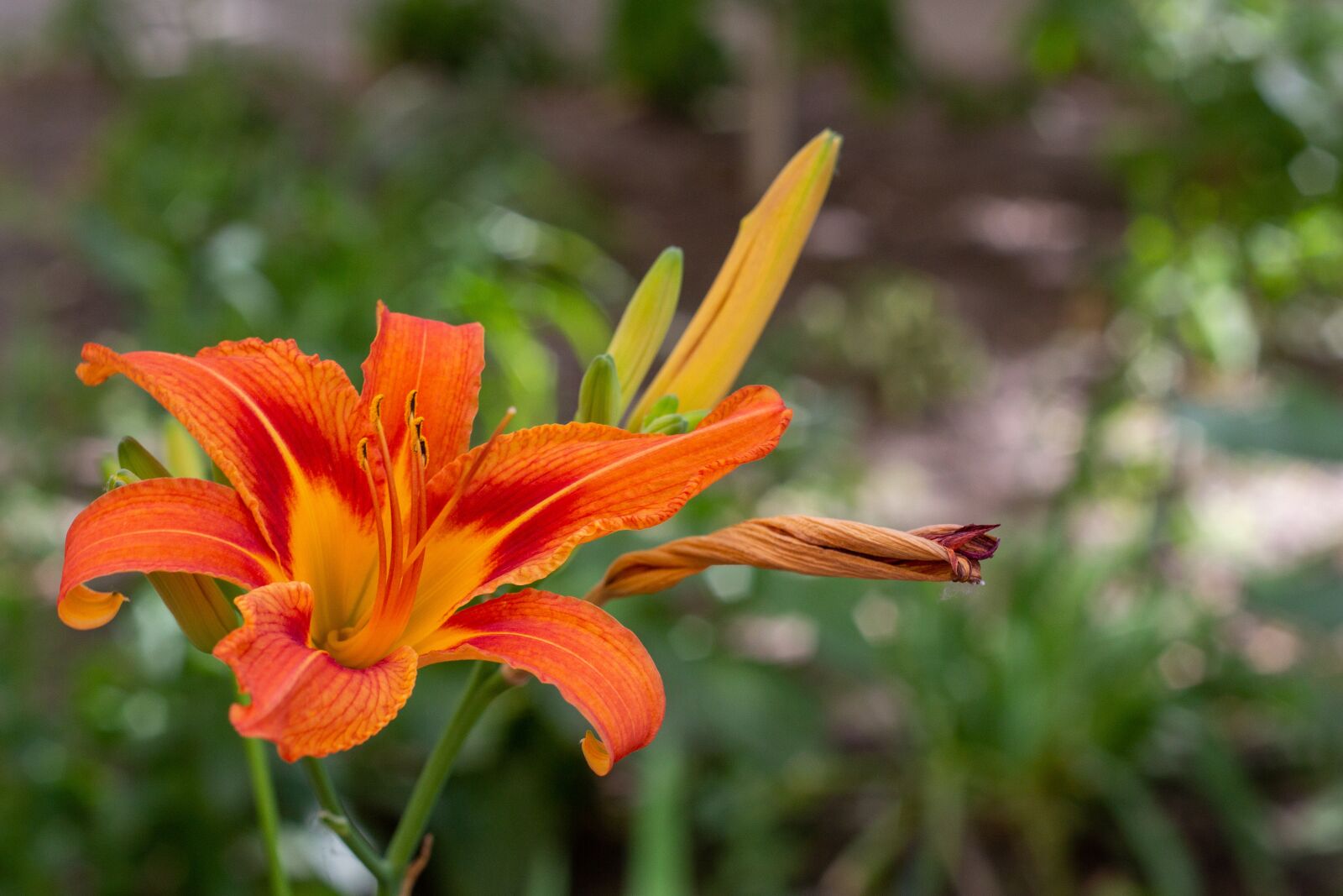 Canon EOS 60D + Canon EF 50mm F1.8 II sample photo. Flowers, flowers petushki, orange photography