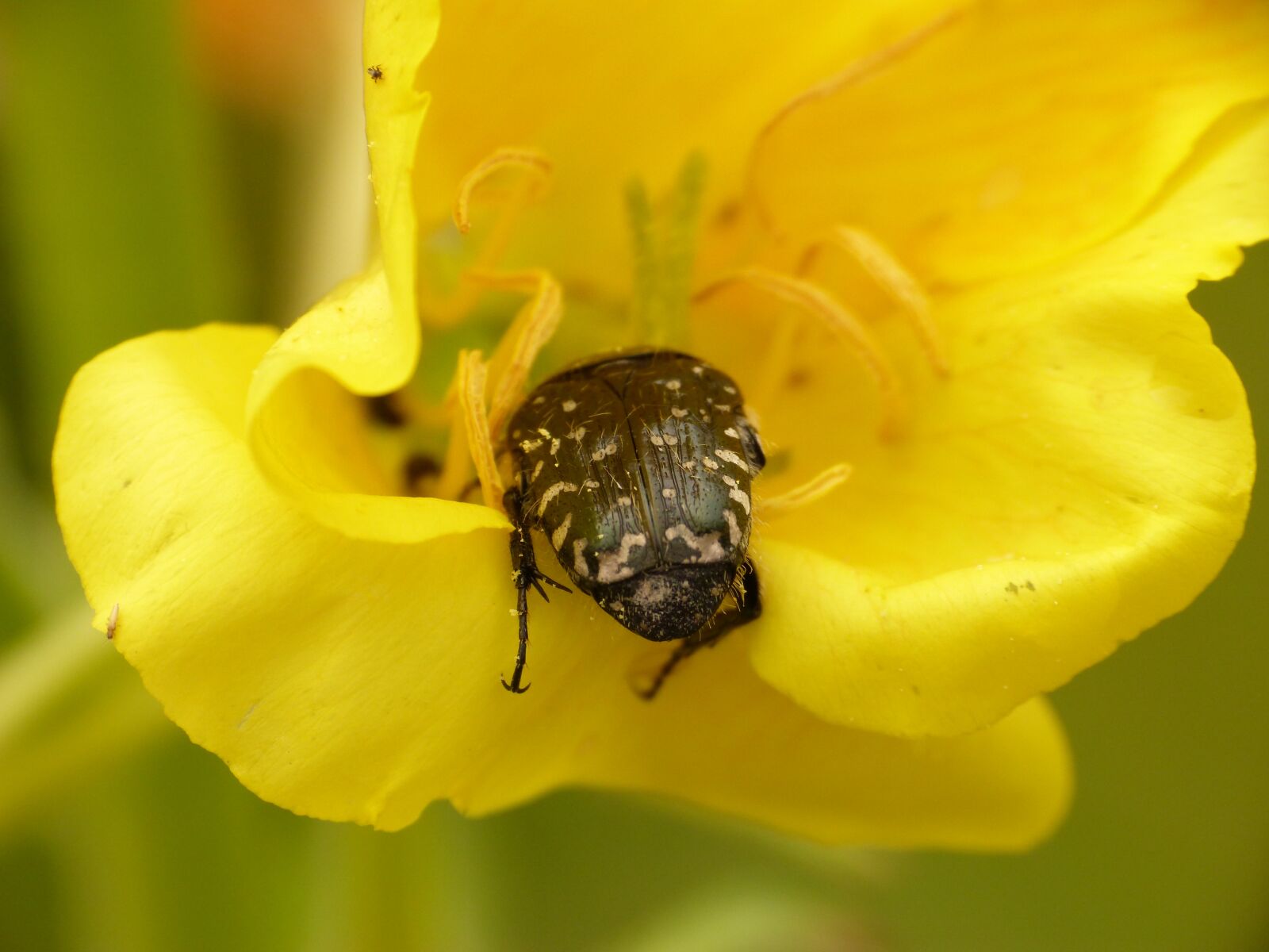 Panasonic DMC-FZ62 sample photo. Beetle, flower, insect photography