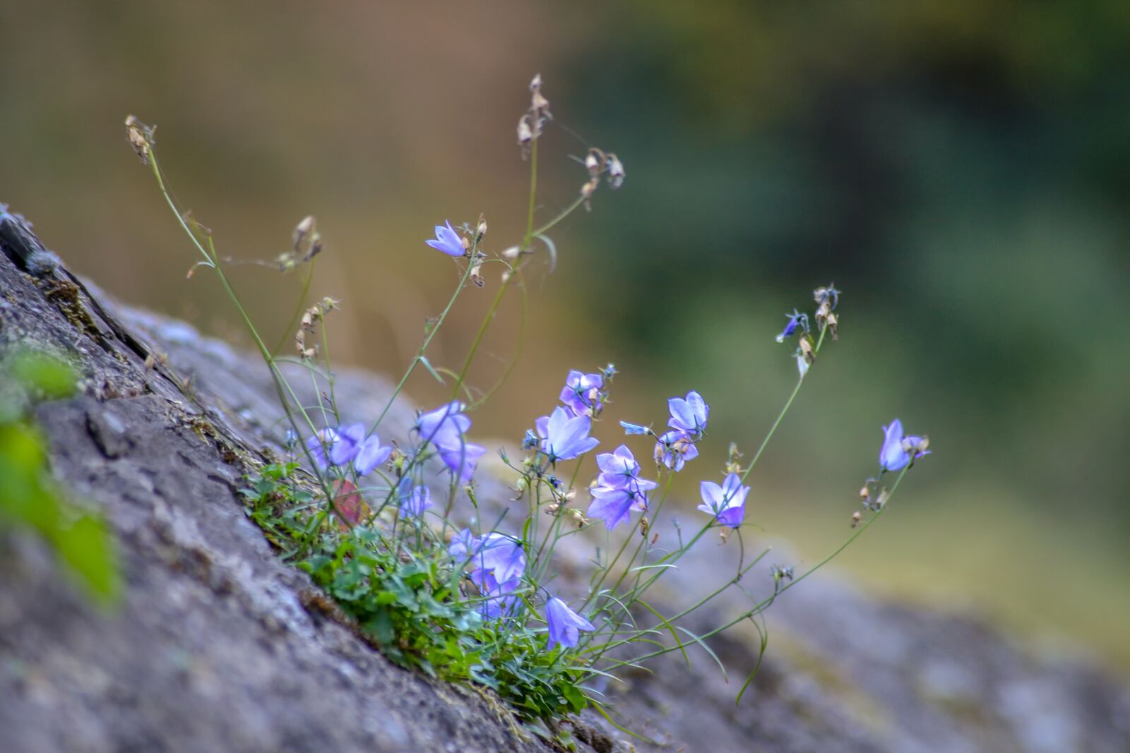 Canon EOS 650D (EOS Rebel T4i / EOS Kiss X6i) sample photo. Blue, wall, wall flower photography