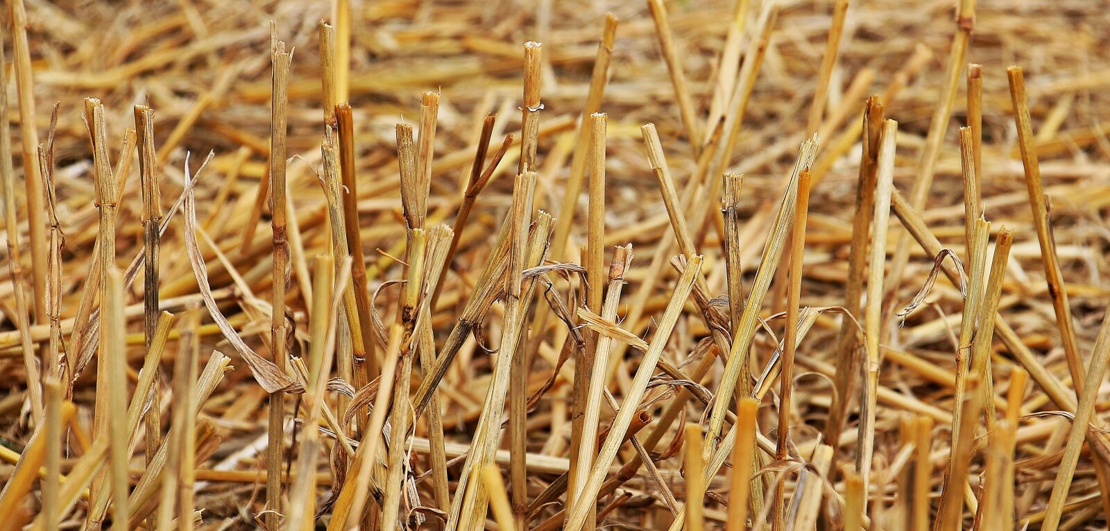 Canon EOS 550D (EOS Rebel T2i / EOS Kiss X4) sample photo. Stubble, harvest, straw photography