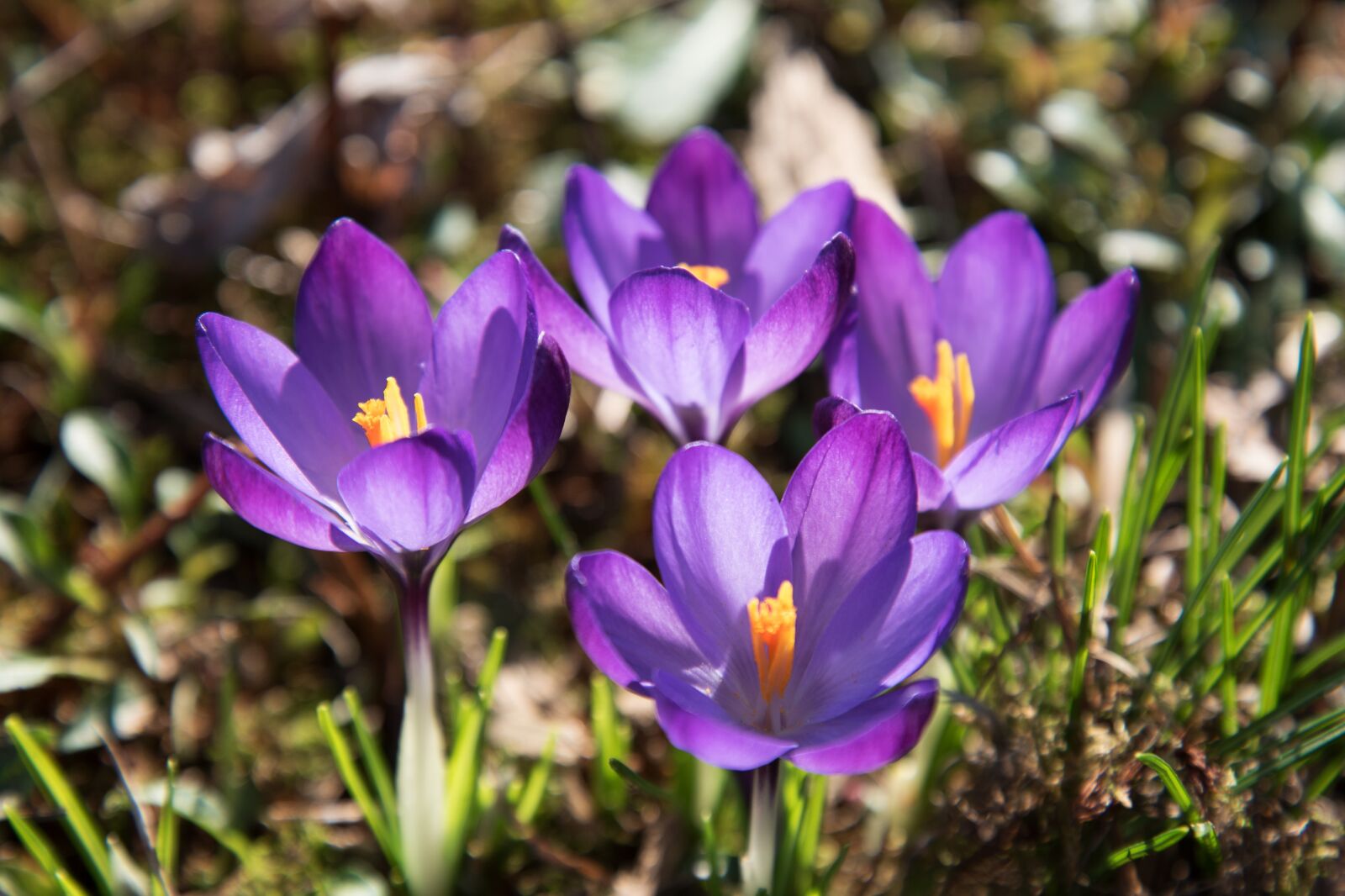 Nikon D750 sample photo. Crocus, flower, blossom photography