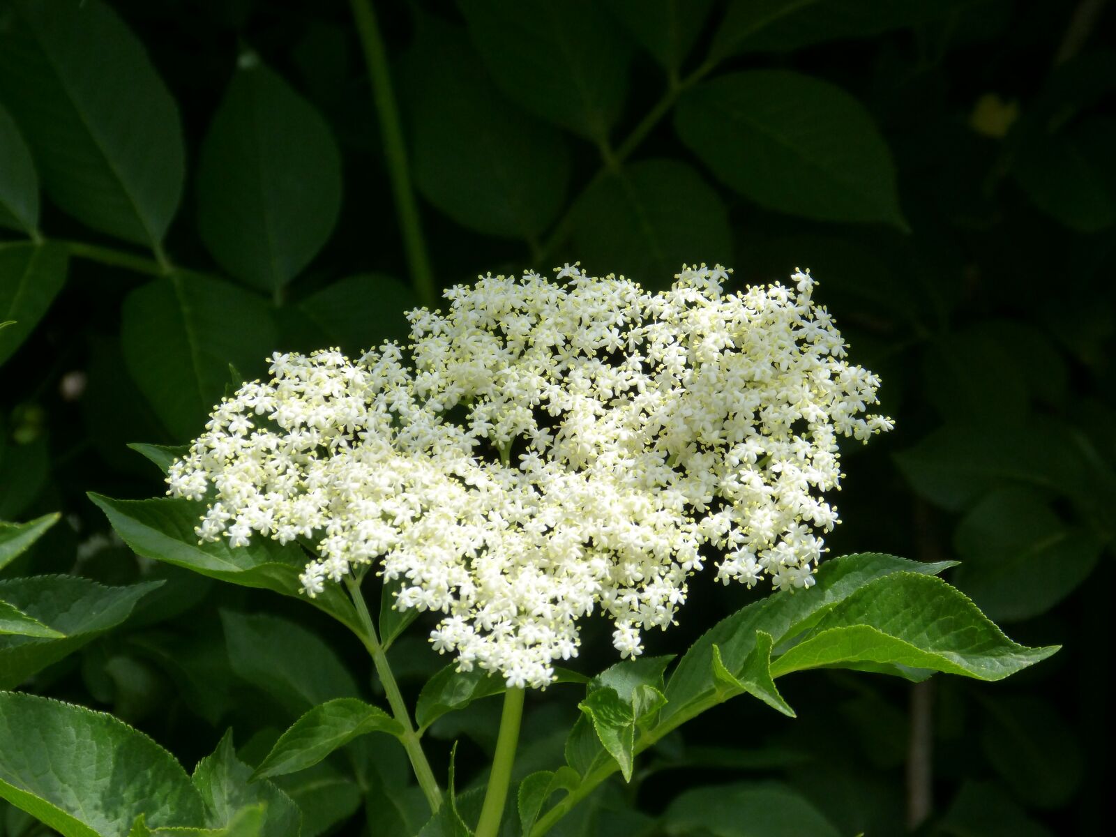 Panasonic DMC-FZ62 sample photo. Elder, elderflower, medicinal plants photography