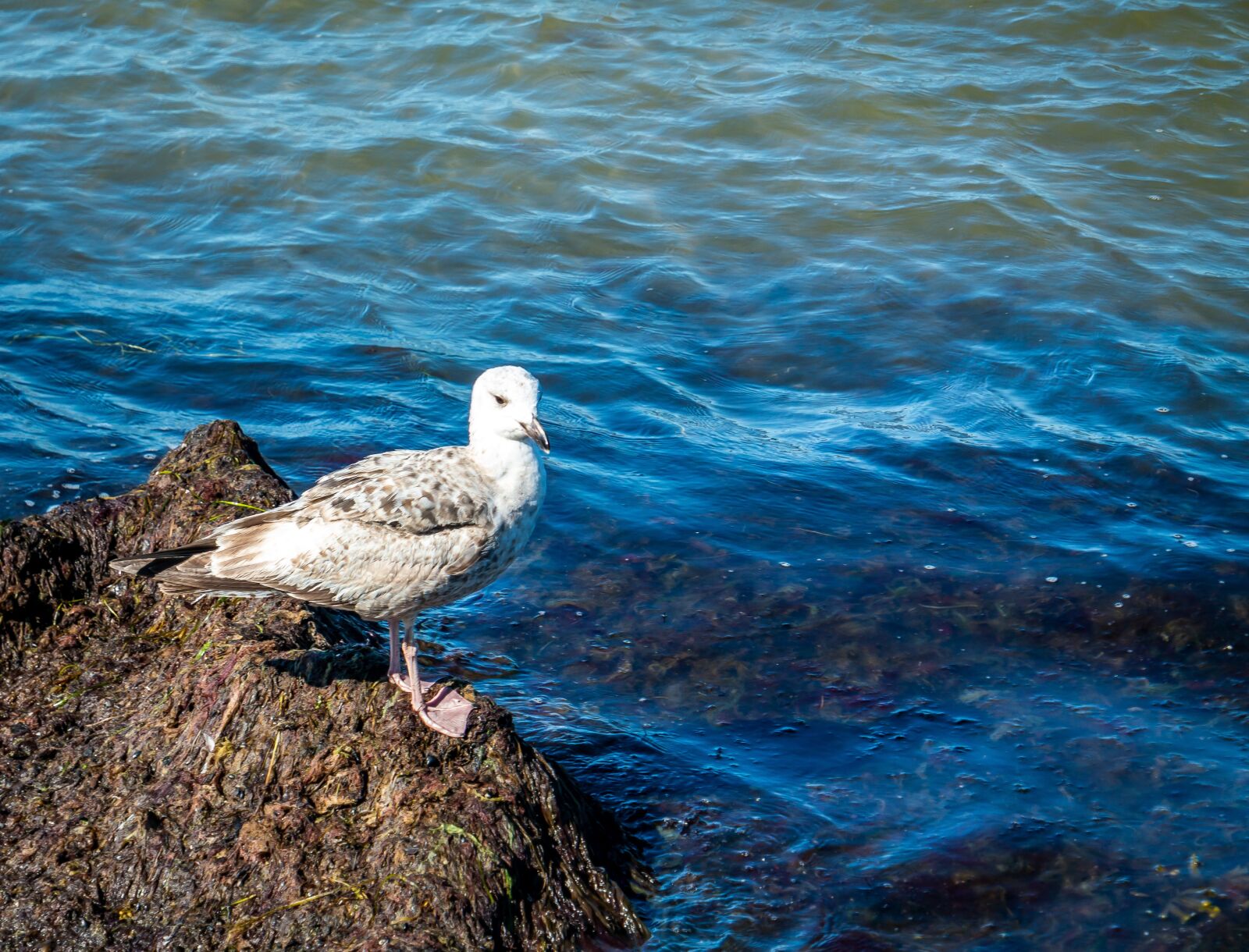 Samsung NX30 sample photo. Sky, bird, gull photography