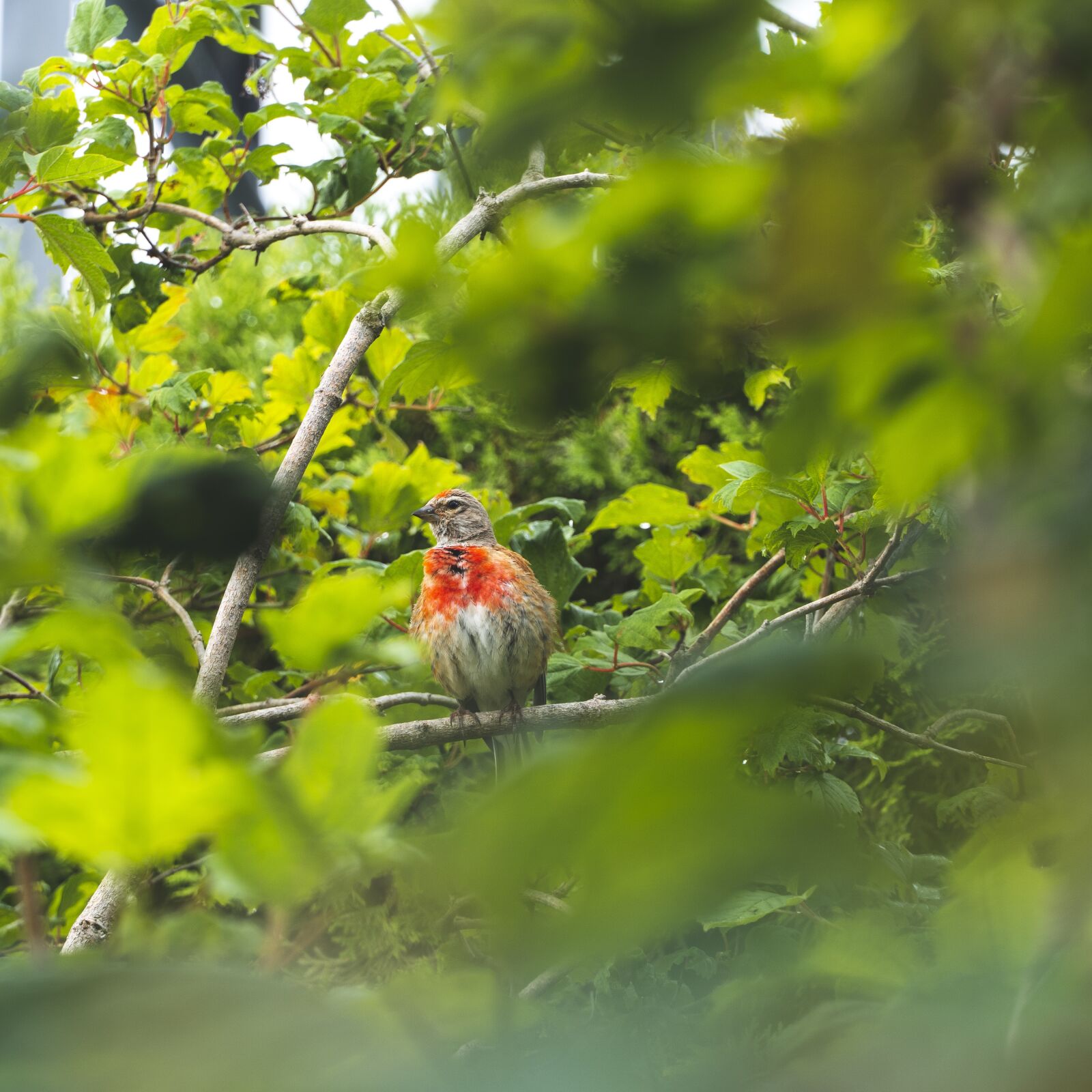 Sony a6400 sample photo. Bird, linnet, nature photography