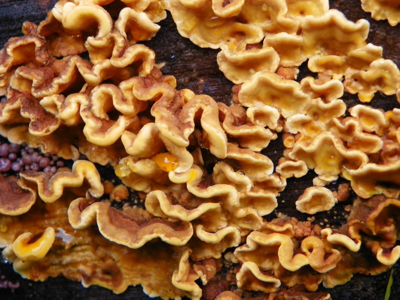 Kodak EasyShare Z981 sample photo. Tree fungus, tree, fungus photography