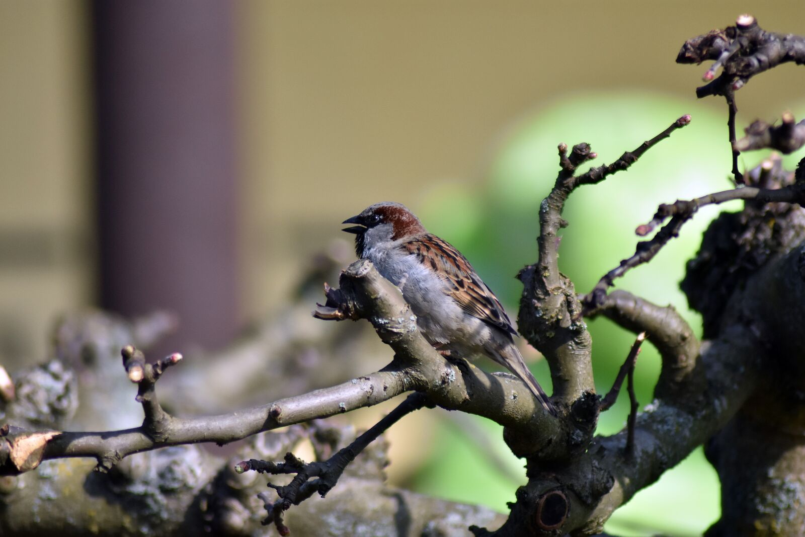 Nikon D3400 sample photo. The sparrow, wr belek photography
