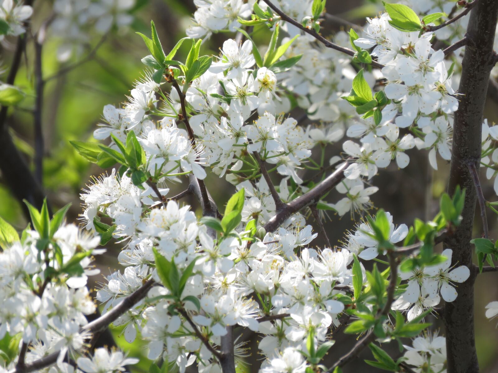 Canon PowerShot SX60 HS sample photo. Flowers, tree flowers, white photography