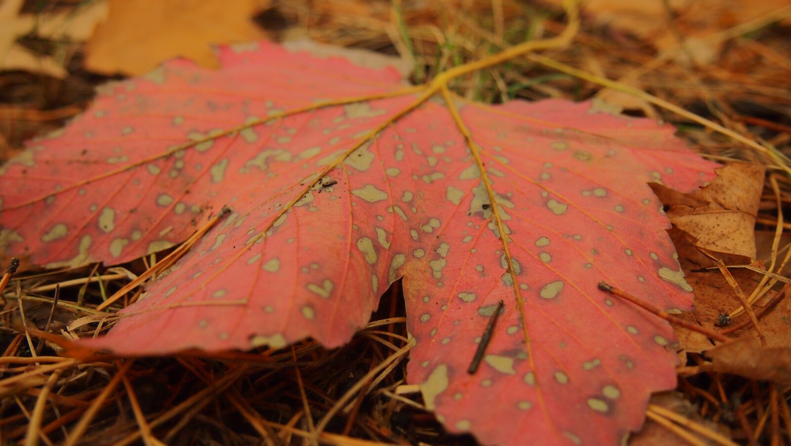 Olympus PEN E-PL3 sample photo. Autumn, sheet, maple leaf photography