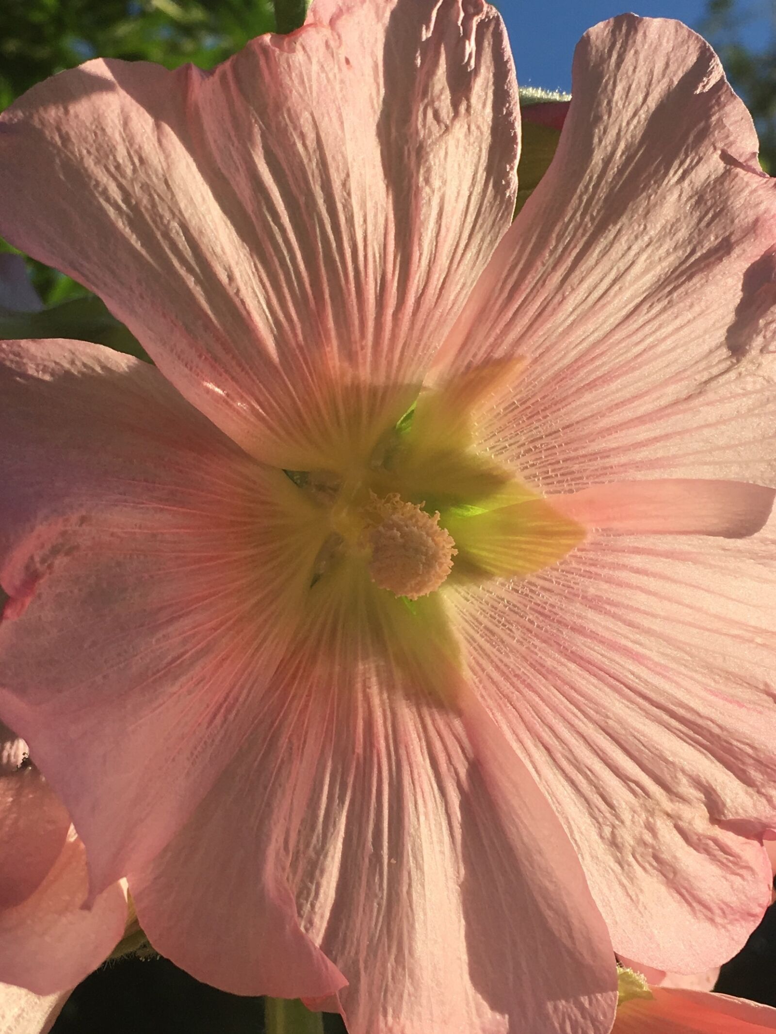 Apple iPhone 6s sample photo. Stem rose, flower, pink photography