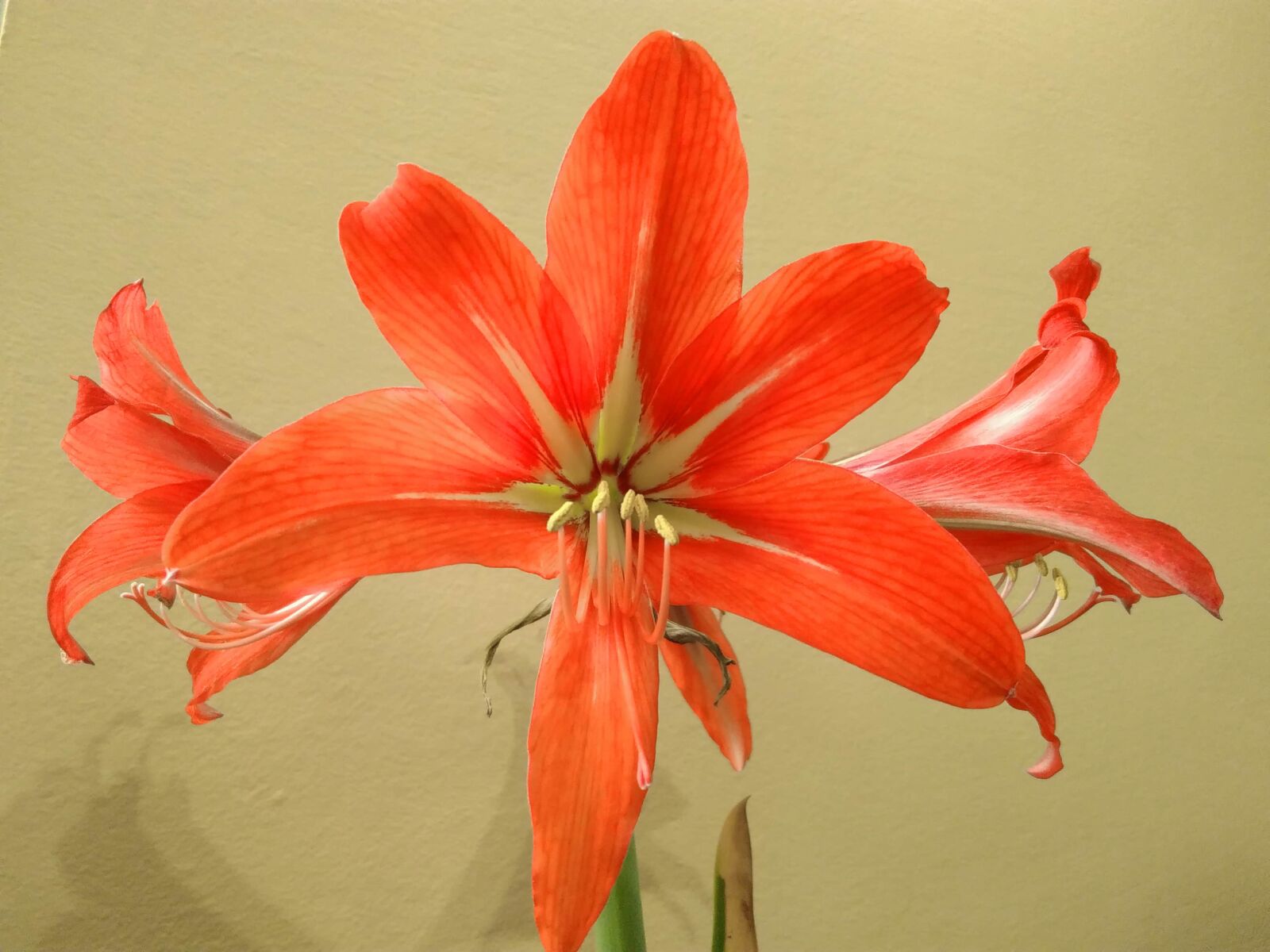 Lenovo S60-A sample photo. Amaryllis, flower, lily, nature photography