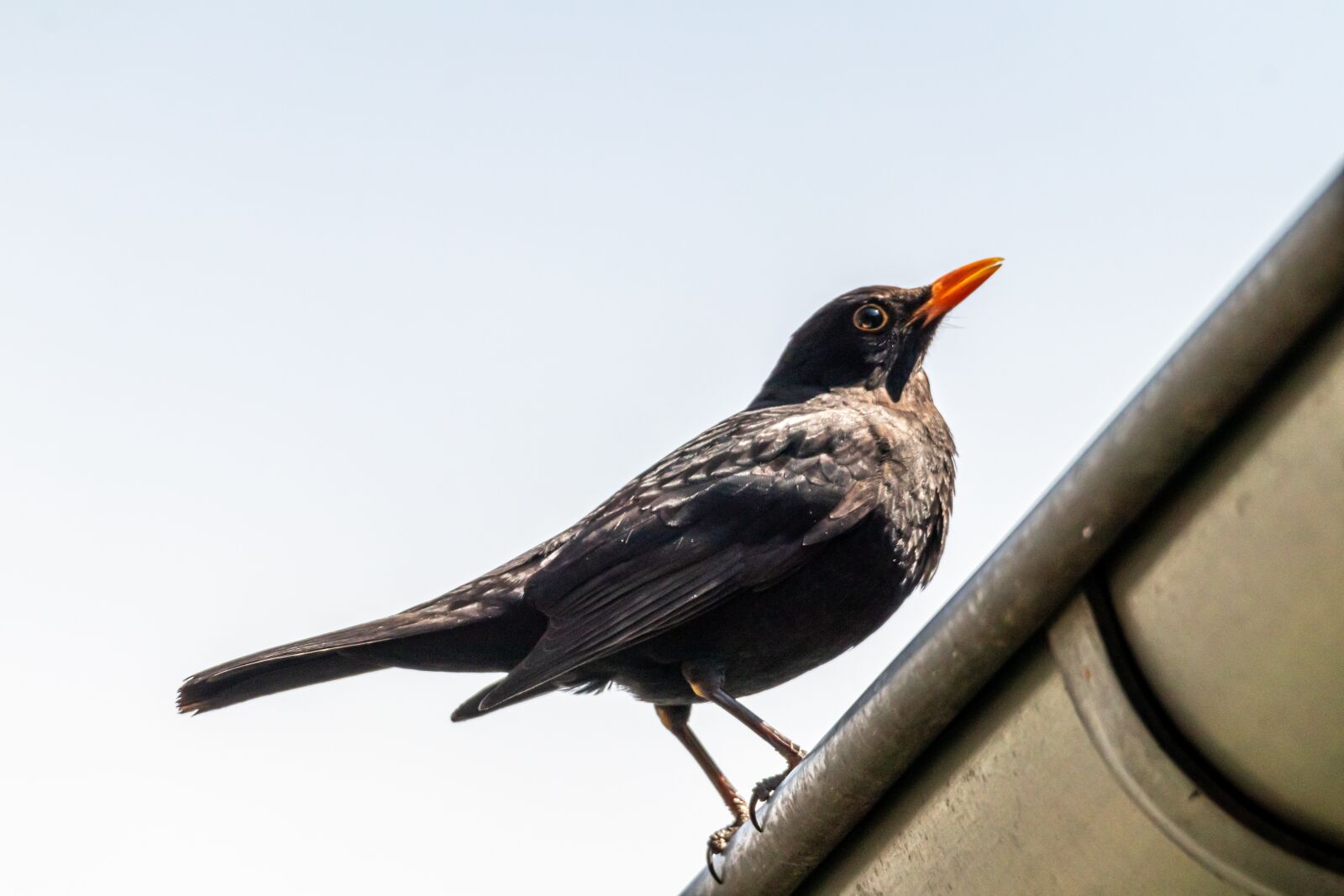 Canon EOS 80D sample photo. Blackbird, throttle, bird photography