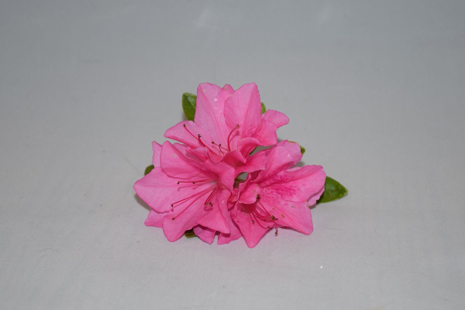 Nikon D3300 sample photo. Azalea bloom, pink, azalea photography