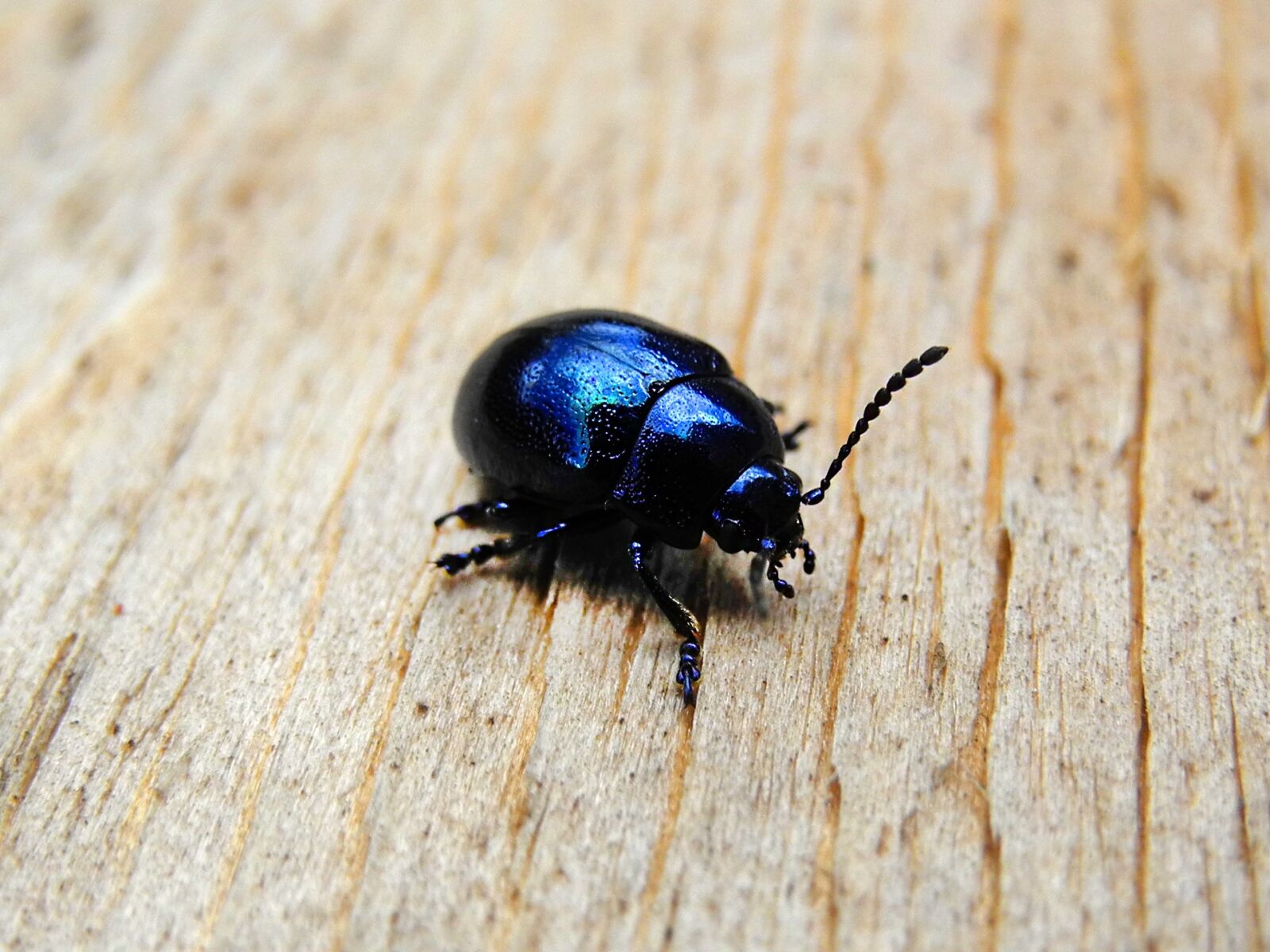 Nikon Coolpix P7000 sample photo. Beetle, black, black beetle photography