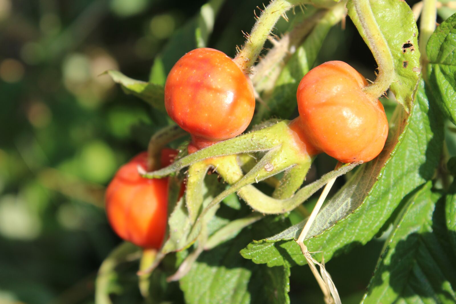 Canon EOS 600D (Rebel EOS T3i / EOS Kiss X5) sample photo. Rose hip, rose seeds photography