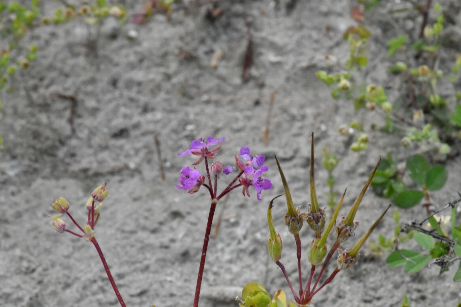 Nikon D5500 sample photo. Horticulture, herb, flower, nature photography