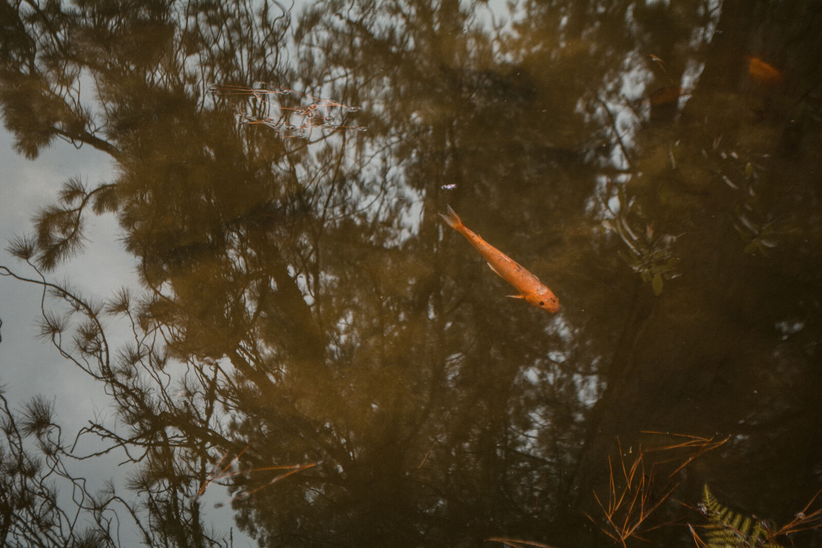 Nikon D5200 sample photo. Fish, lake, reflections, trees photography