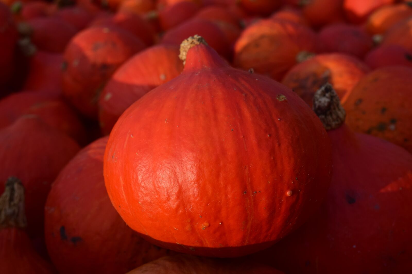 Nikon D3300 sample photo. Pumpkin, close up, hokkaido photography