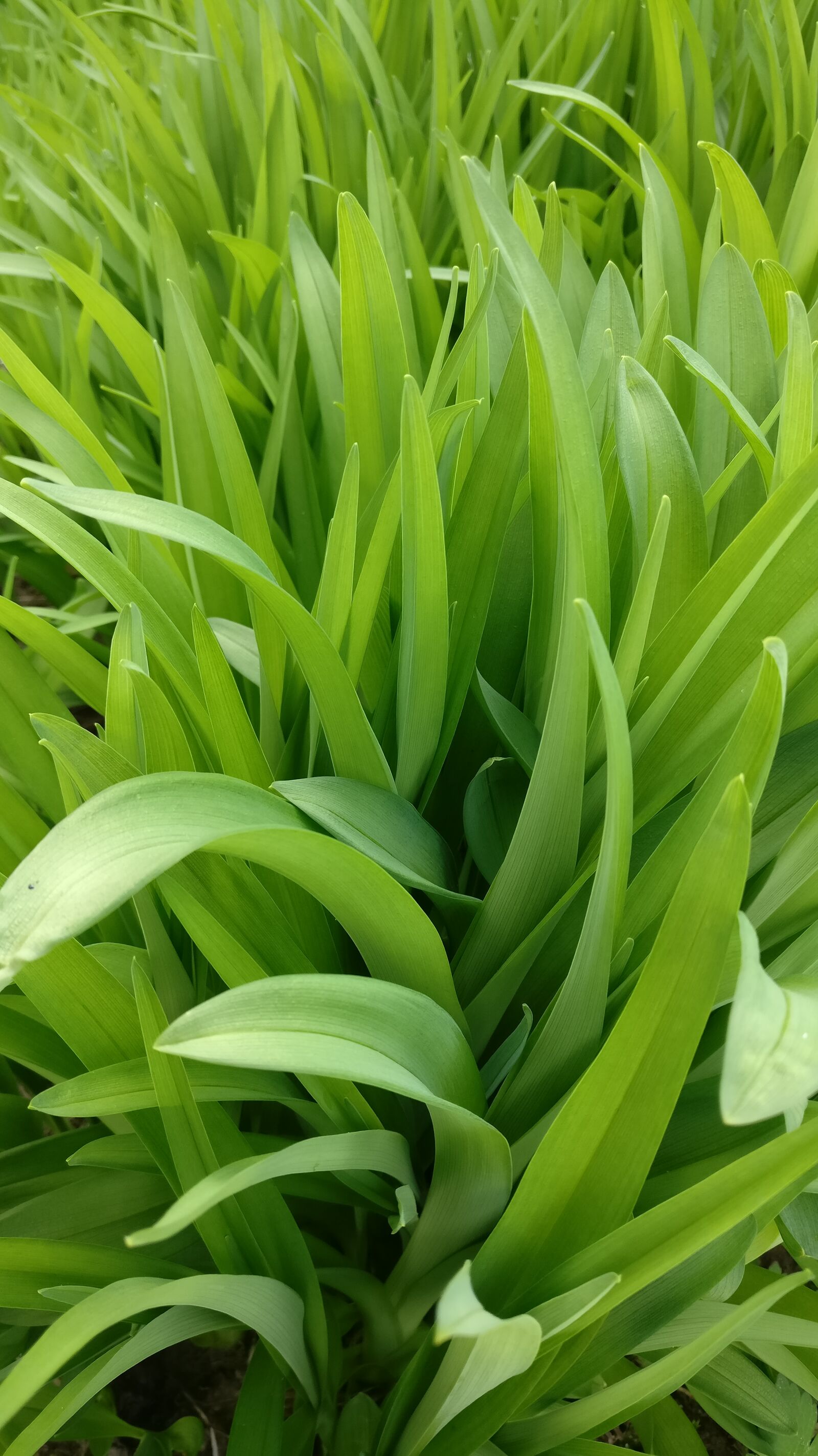 OnePlus A3003 sample photo. Background, image, green, leaf photography