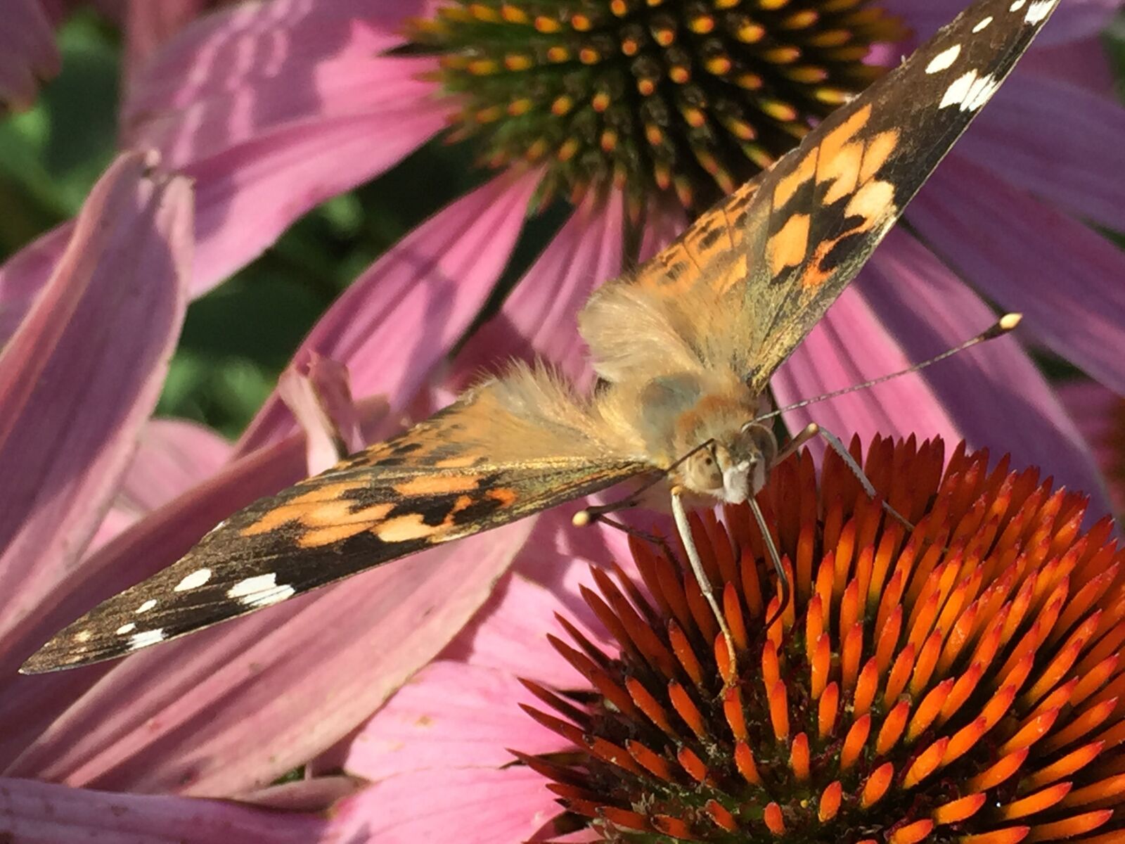 Apple iPhone 6 sample photo. Painted, lady, butterfly photography
