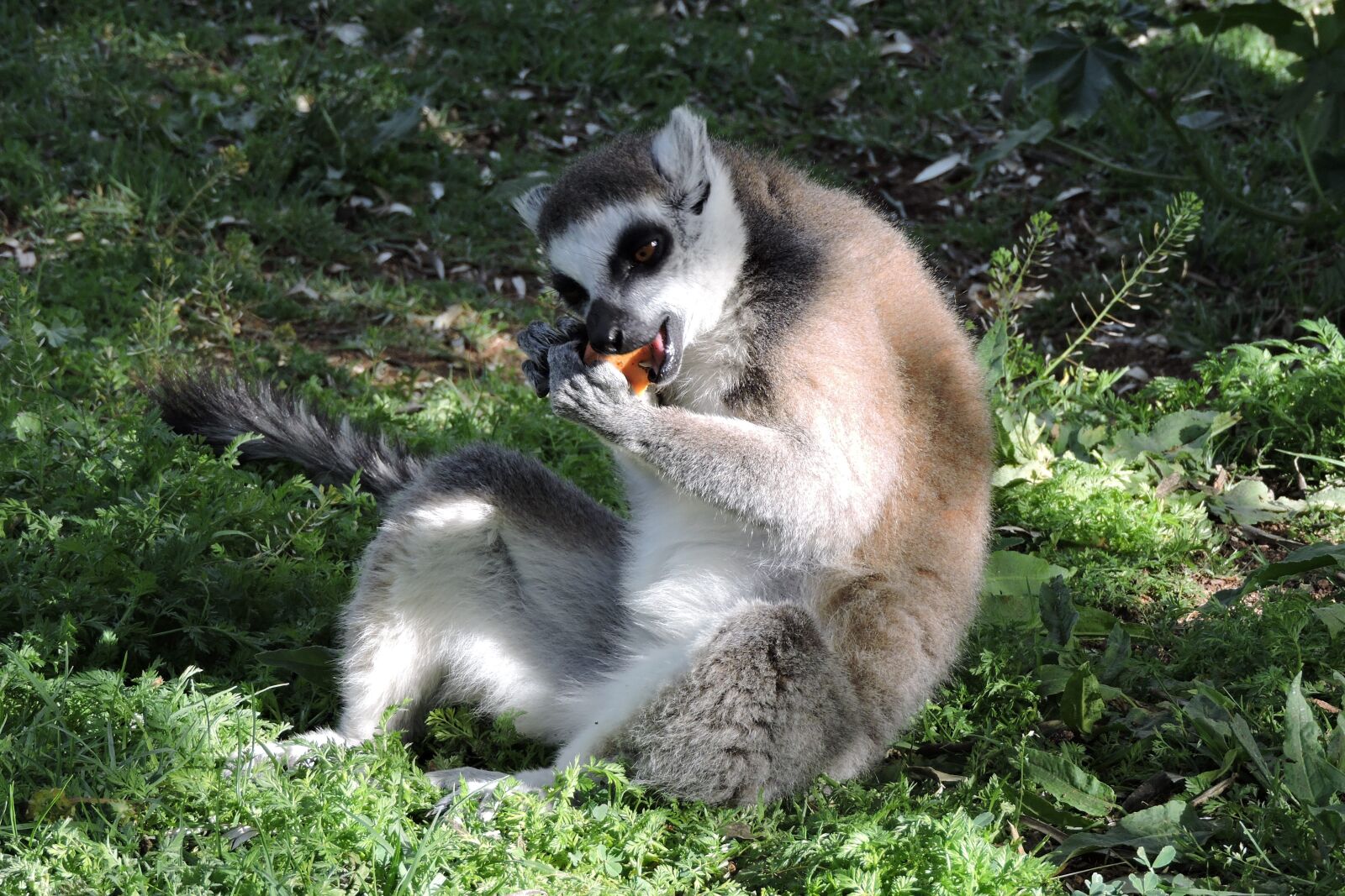 Nikon Coolpix P600 sample photo. Animal, lemur, monkey photography
