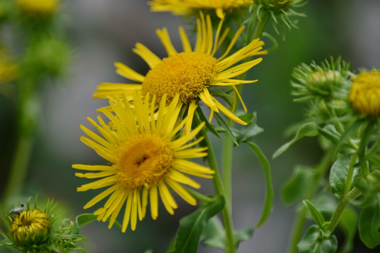 Nikon D5500 sample photo. Herb, nature, flower, summer photography