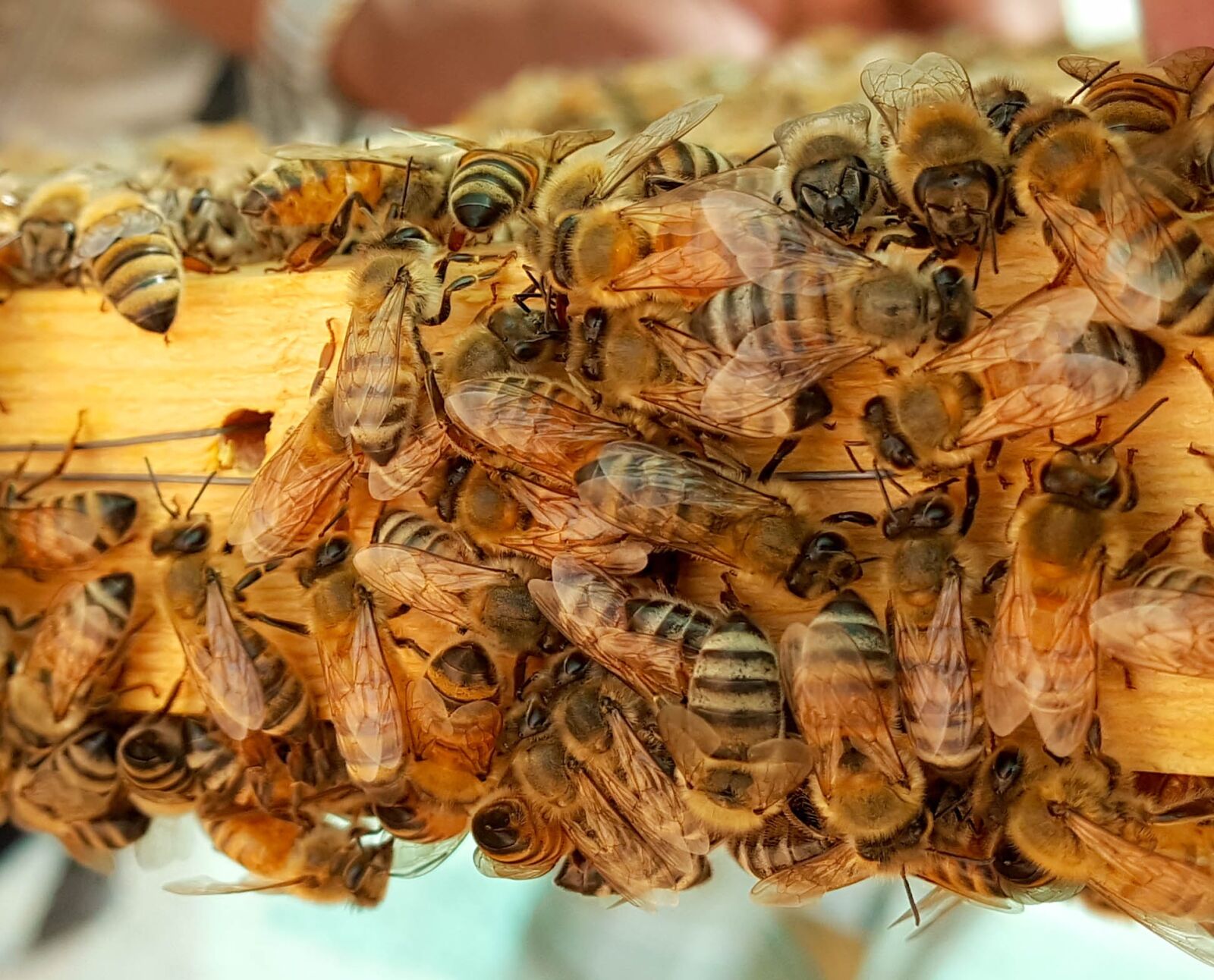 Samsung Galaxy Note5 sample photo. Bee, bees, honey photography