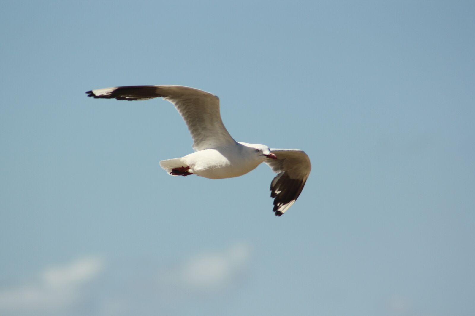 Canon EOS 1000D (EOS Digital Rebel XS / EOS Kiss F) sample photo. Seagull, flight, bird photography