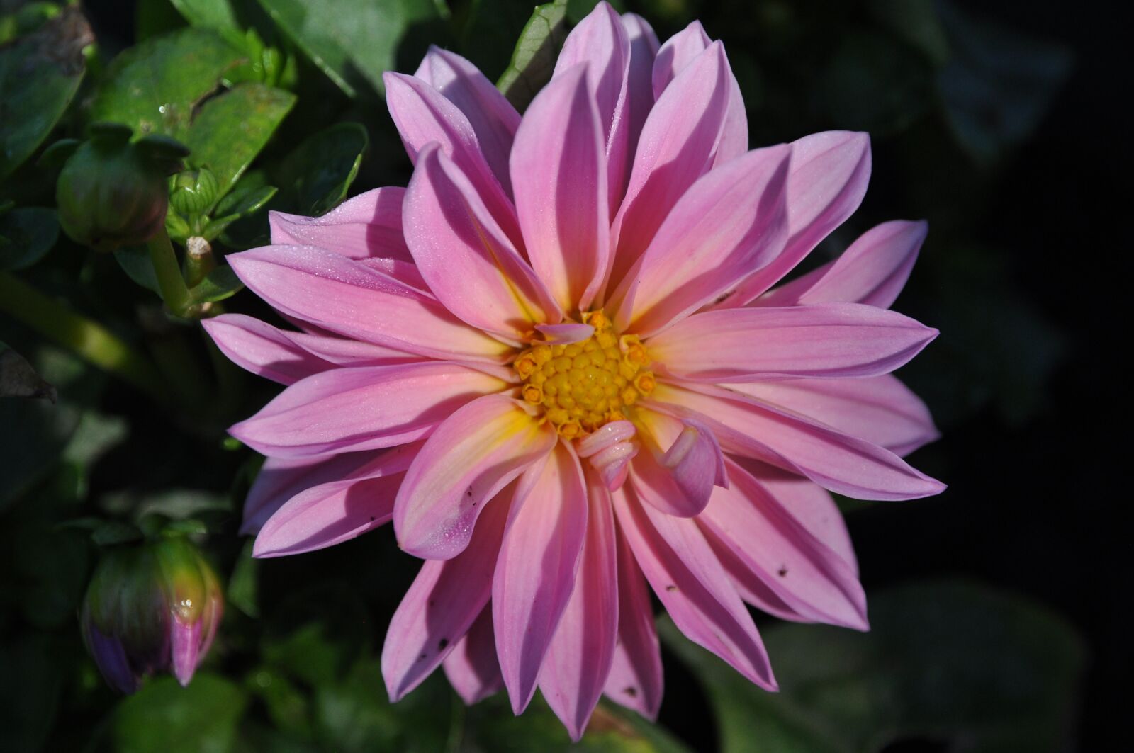 Nikon D90 sample photo. Pink, morning, blossom photography