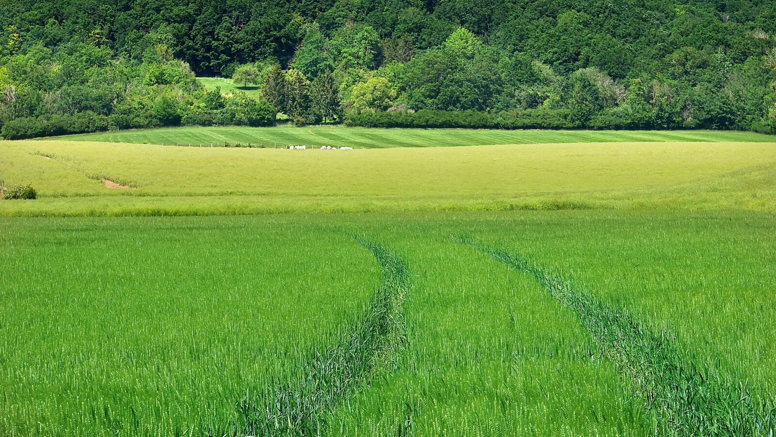 Panasonic Lumix DMC-GX85 (Lumix DMC-GX80 / Lumix DMC-GX7 Mark II) sample photo. Crops, agriculture, cereals photography