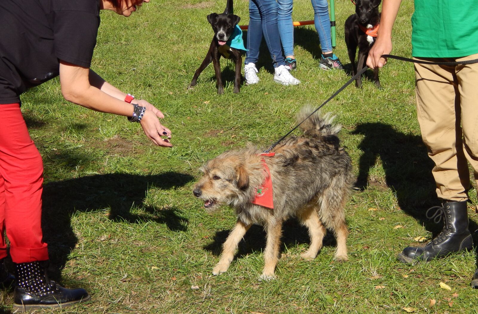 Nikon Coolpix L820 sample photo. Dog, show dogs, parade photography