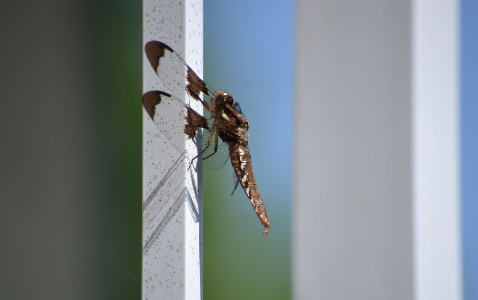 Nikon D3100 sample photo. Insect, dragonfly, nature photography