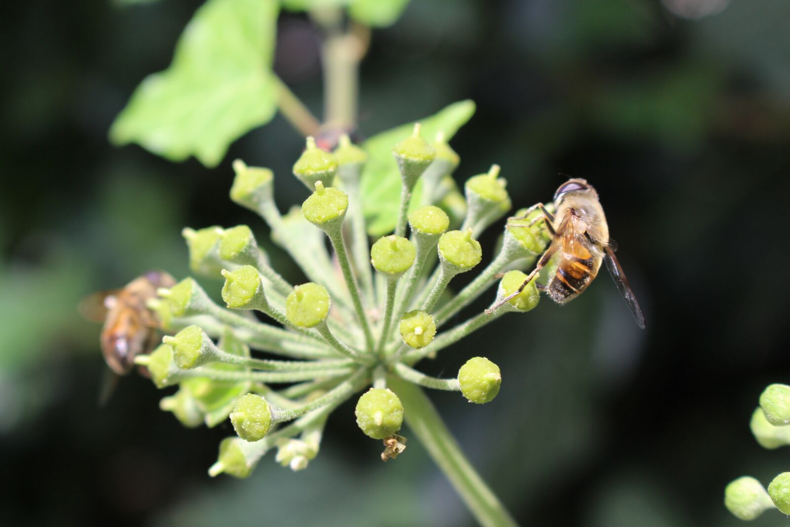 Canon EOS 700D (EOS Rebel T5i / EOS Kiss X7i) sample photo. Ivy, bee, permaculture photography