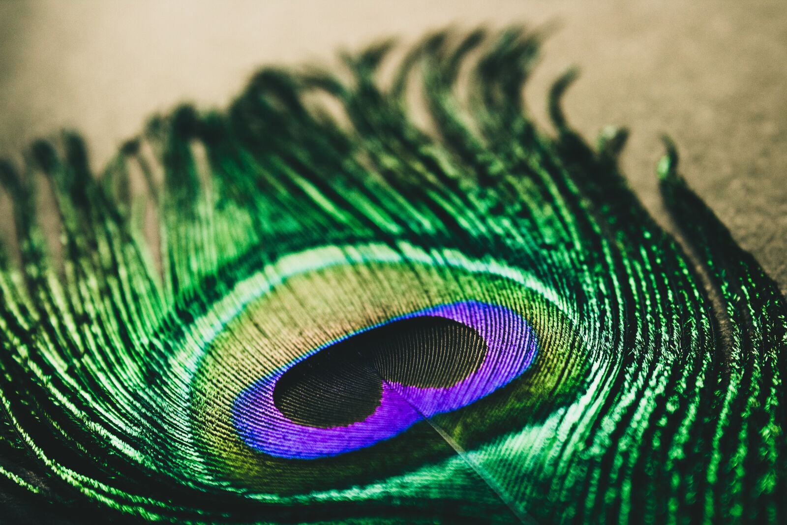 Canon EOS 1300D (EOS Rebel T6 / EOS Kiss X80) sample photo. Peacock feather, peacock, colorful photography