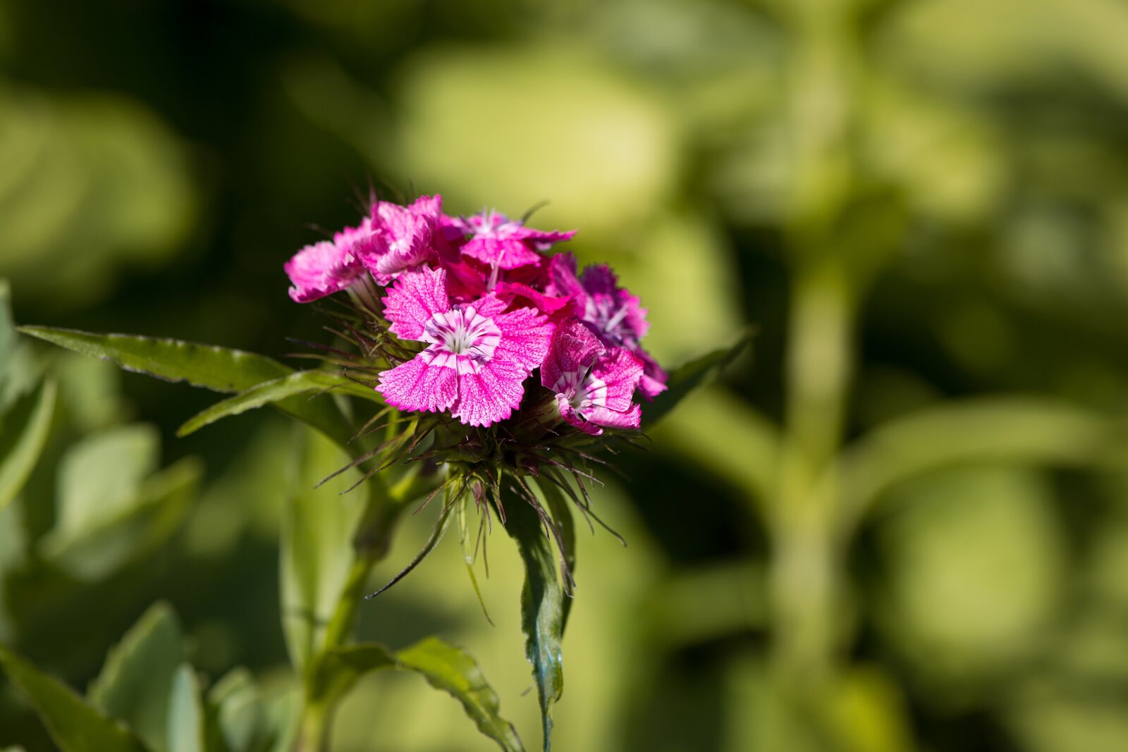 Nikon D7100 sample photo. Carnation, sweet william, flower photography