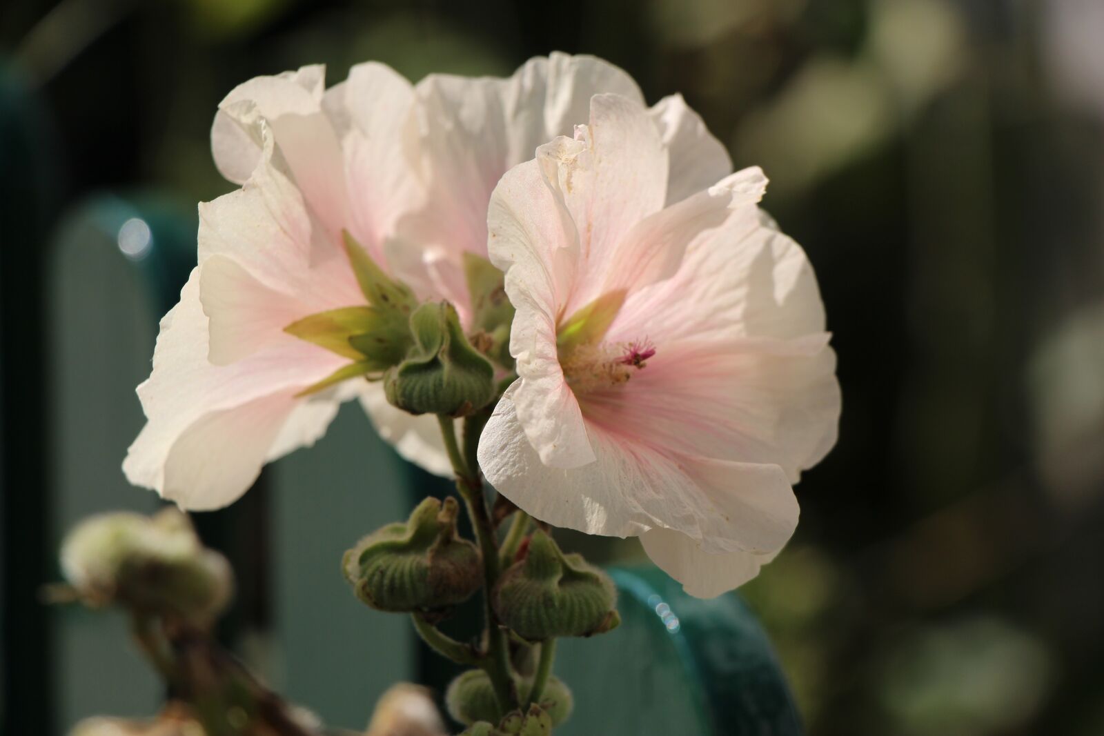 Canon EOS 650D (EOS Rebel T4i / EOS Kiss X6i) sample photo. Stock rose, flower, close photography