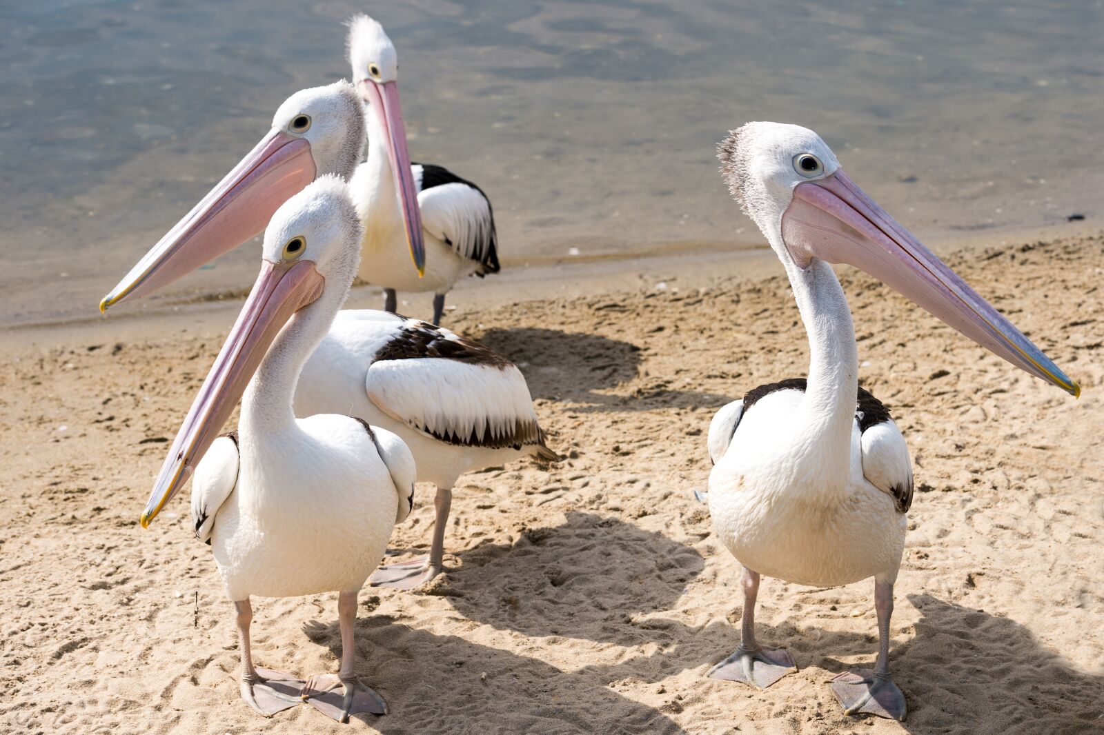 Nikon Df sample photo. Pelicans, group, beaks photography